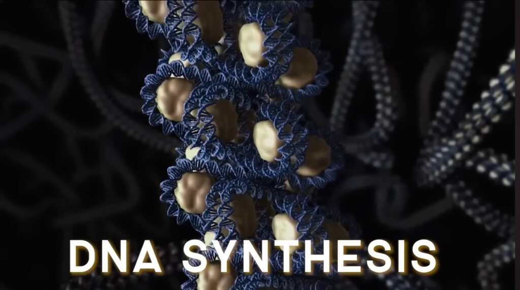  DNA synthesis and cellular energy generation.