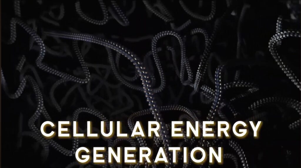  DNA synthesis and cellular energy generation.